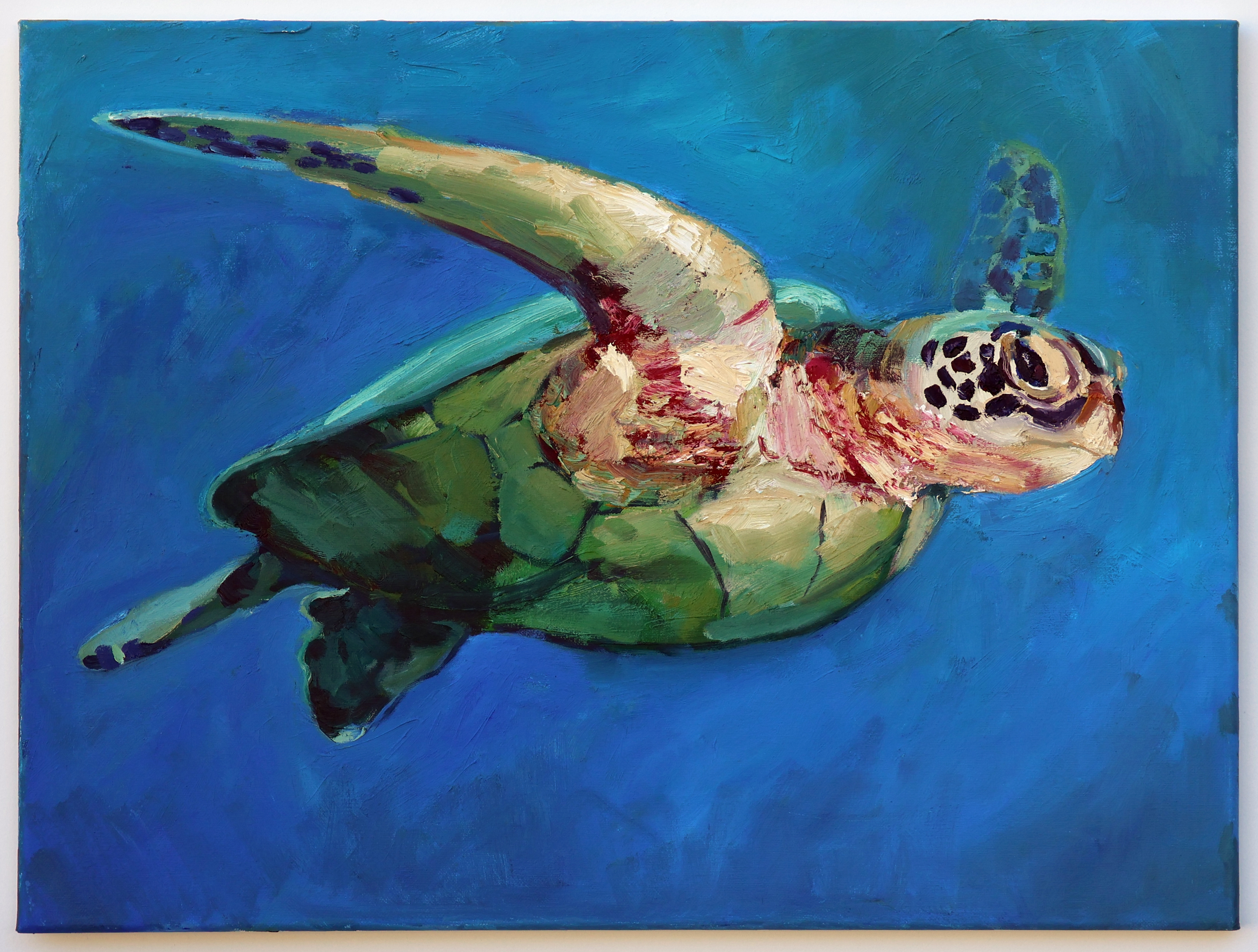 Sea Turtle